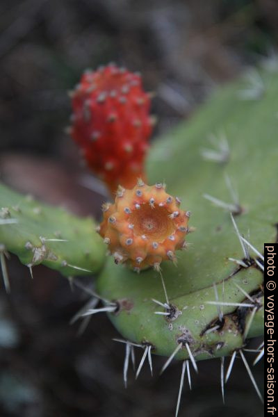 Figues de Barbarie. Photo © Alex Medwedeff
