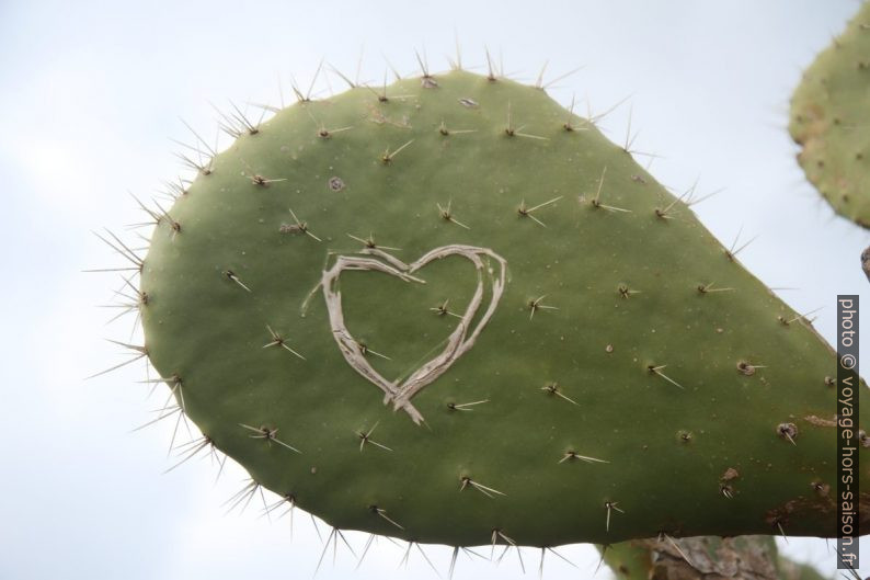 Cœur gravé sur une feuille d'opuntia. Photo © Alex Medwedeff