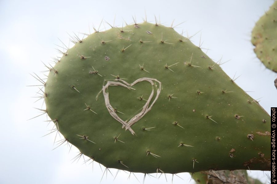 Cœur gravé sur une feuille d'opuntia. Photo © Alex Medwedeff
