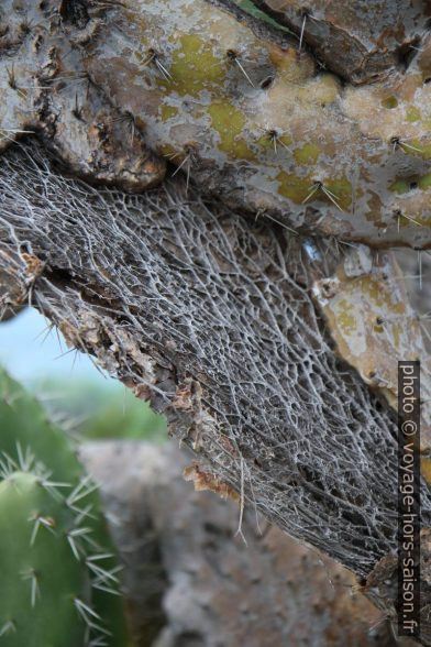 Structure d'une feuille d'opuntia en décomposition. Photo © Alex Medwedeff