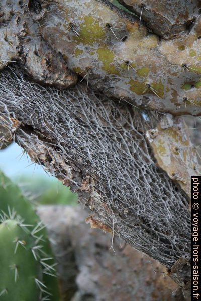 Structure d'une feuille d'opuntia en décomposition. Photo © Alex Medwedeff