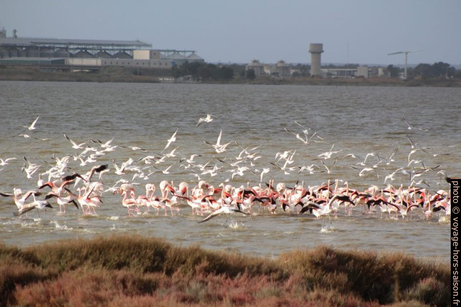 Flamants roses sur le Stagno di Santa Giusta. Photo © André M. Winter
