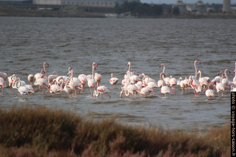 Flamants roses sur le Stagno di Santa Giusta. Photo © André M. Winter