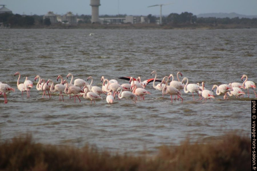 Flamants roses sur le Stagno di Santa Giusta. Photo © André M. Winter