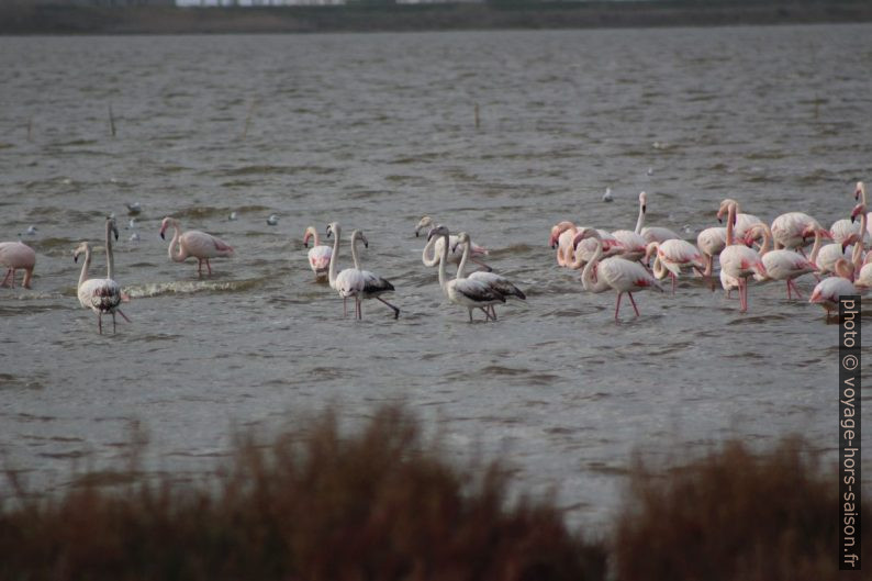 Jeunes flamants roses au plumage gris. Photo © André M. Winter