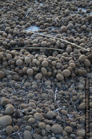 Pelotes de mer sur la plage. Photo © Alex Medwedeff