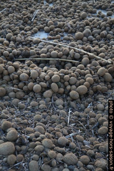 Pelotes de mer sur la plage. Photo © Alex Medwedeff