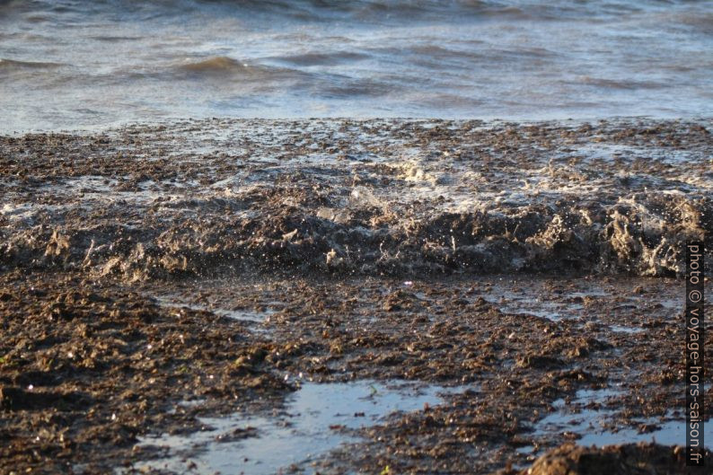 Vagues remuant les herbes de posidonie mortes. Photo © André M. Winter