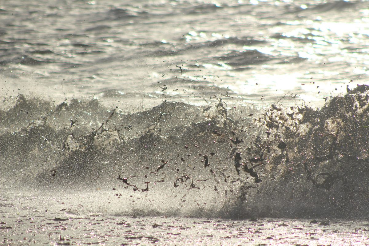 Vagues hachant les herbes de posidonie mortes. Photo © André M. Winter