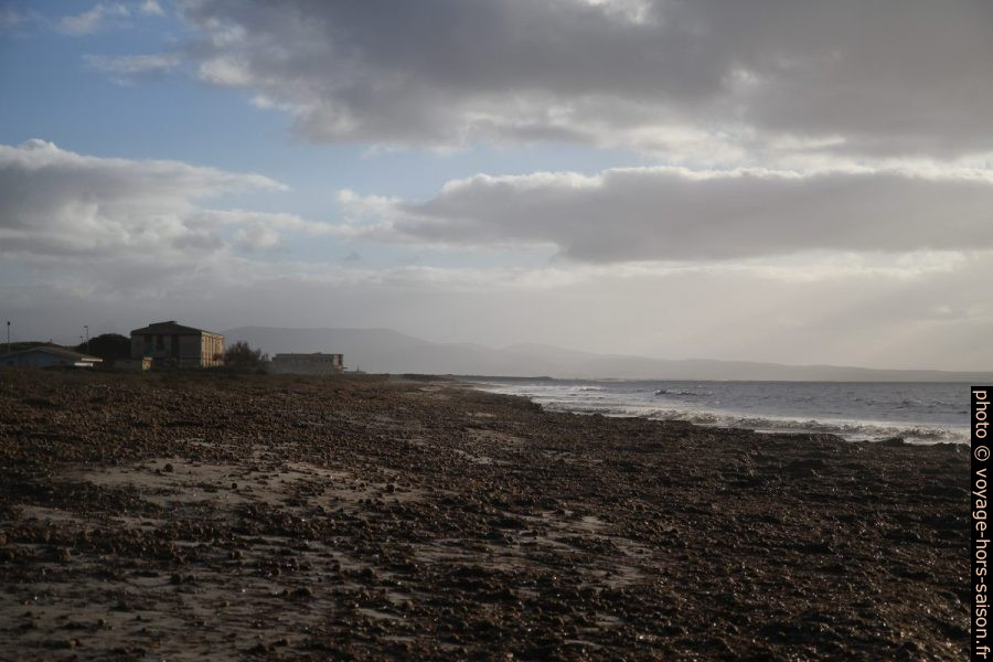 Pelotes de mer sur la plage de S'Ena Arrubia. Photo © Alex Medwedeff