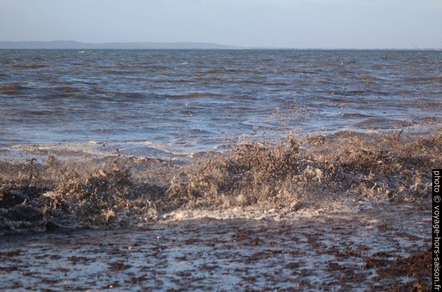 Déferlantes brassant des herbes de posidonie mortes. Photo © André M. Winter