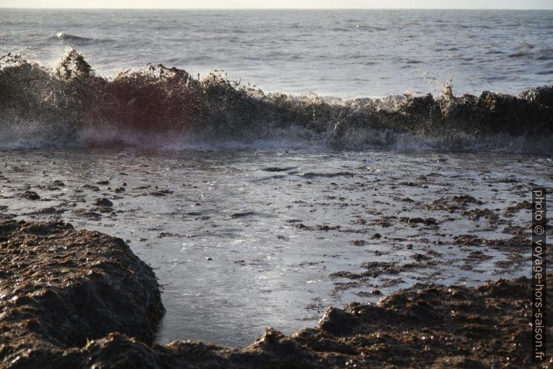 Herbes de posidonie mortes sur la plage. Photo © Alex Medwedeff