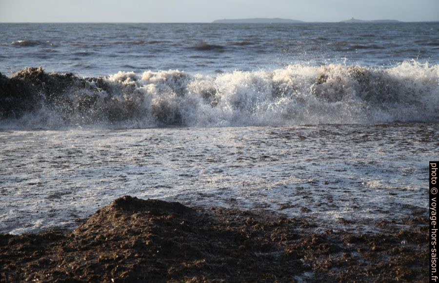 Herbes de posidonie mortes sur la plage. Photo © André M. Winter