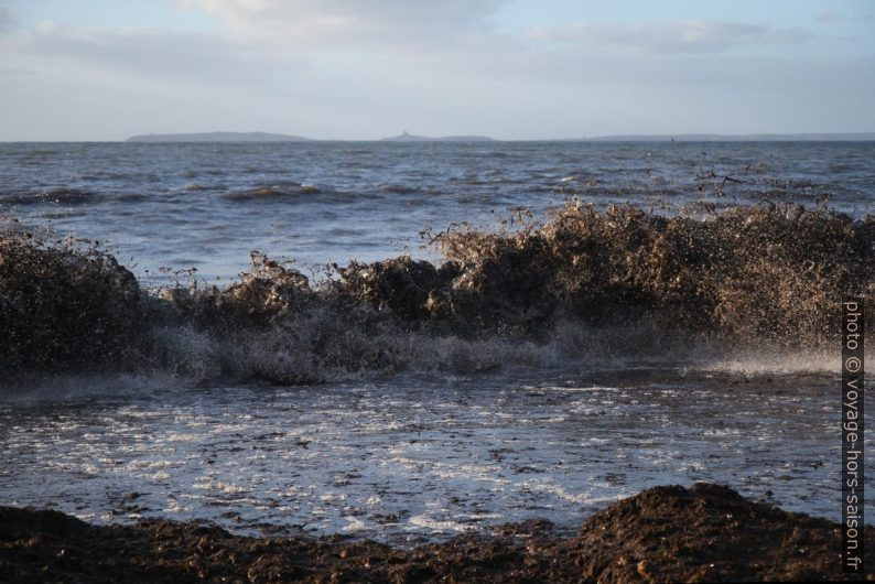 Herbes de posidonie mortes sur la plage. Photo © Alex Medwedeff