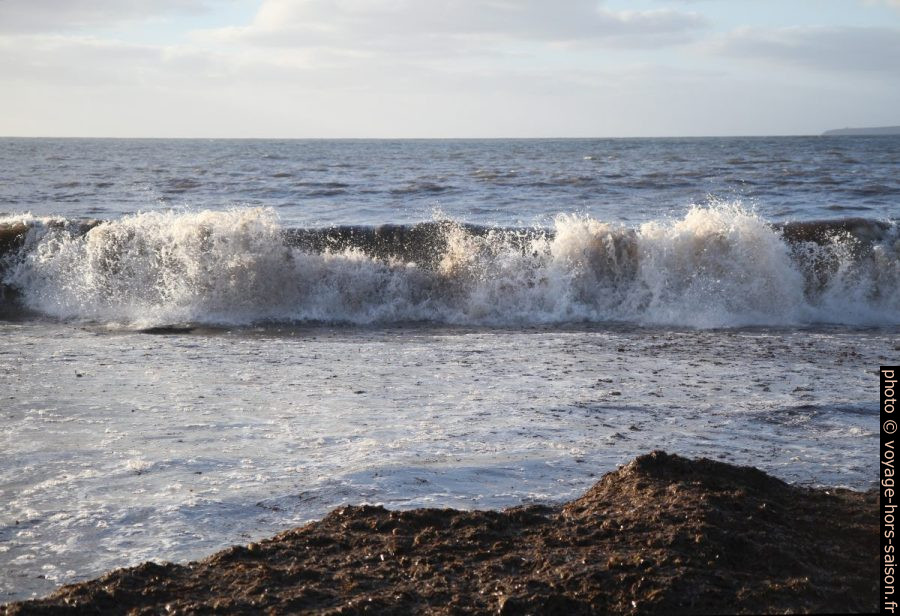 Vagues et herbes de posidonie mortes sur la plage. Photo © Alex Medwedeff