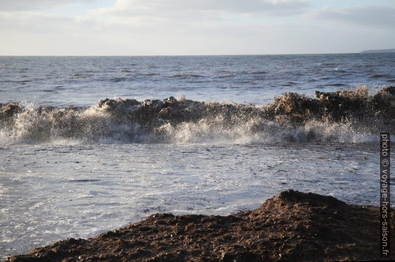 Herbes de posidonie mortes sur la plage. Photo © Alex Medwedeff