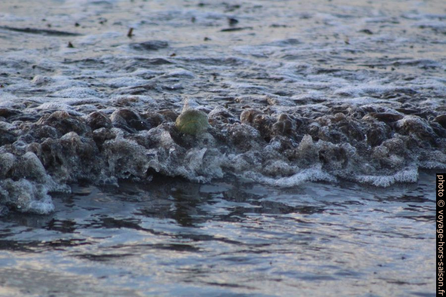 Une balle de tennis parmi les herbes de posidonie dans le vagues. Photo © André M. Winter