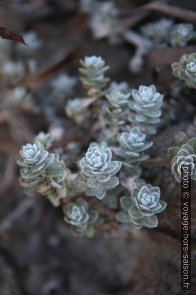 Plante des sables non renseignées. Photo © Alex Medwedeff