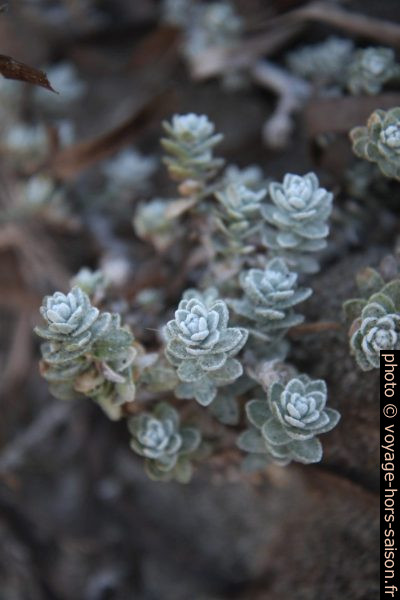 Plante des sables non renseignées. Photo © Alex Medwedeff