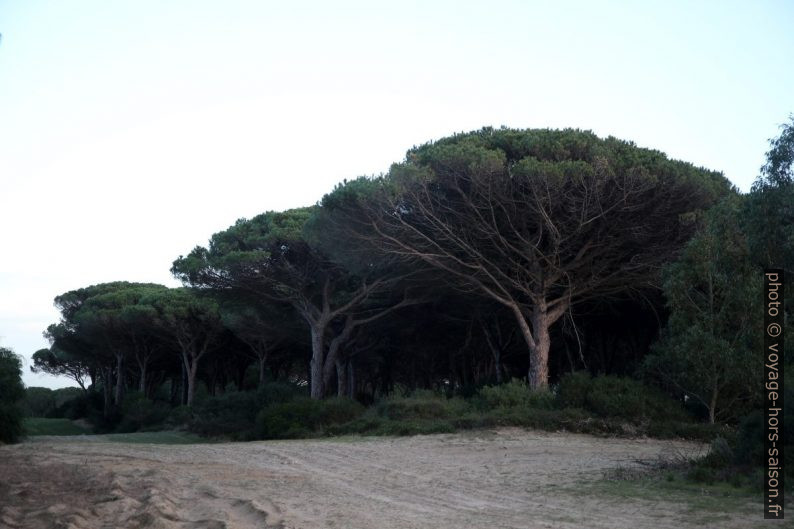 Pinède de S'Ena Arrubia. Photo © Alex Medwedeff