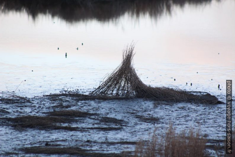 Herbes dans la lagune de S'Ena Arrubia. Photo © André M. Winter