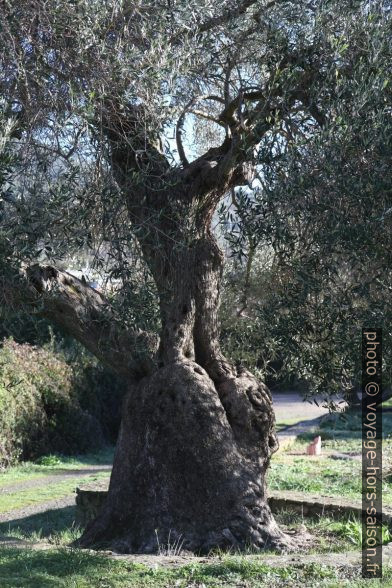 Base d'un vieil olivier. Photo © Alex Medwedeff