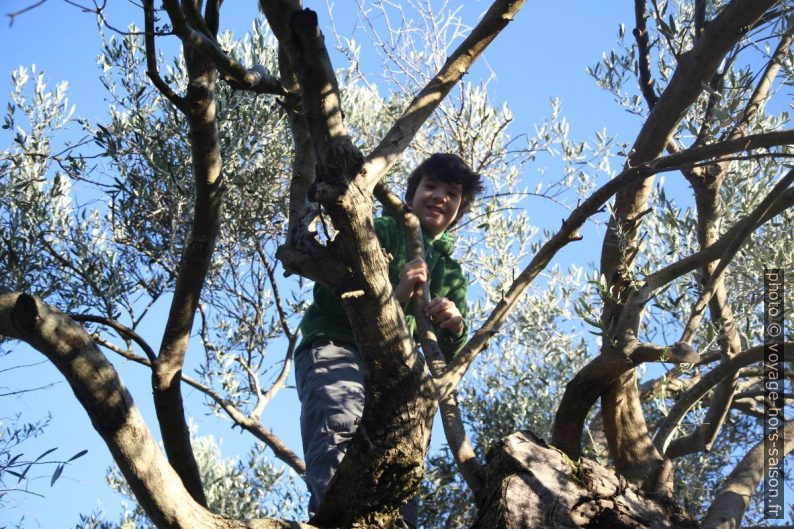 Nicolas grimpe dans un vieil olivier. Photo © Alex Medwedeff