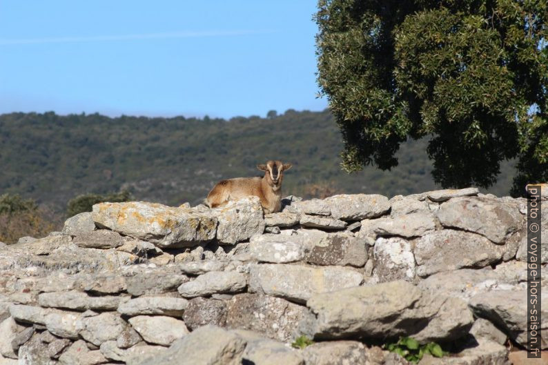 Chèvre sur les fouilles du Sanctuaire nuragique de Santa Vittoria. Photo © André M. Winter