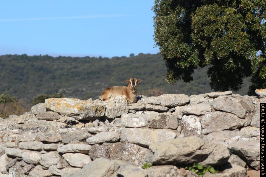 Chèvre sur les fouilles du Sanctuaire nuragique de Santa Vittoria. Photo © André M. Winter