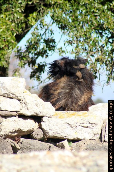 Bouc sur les fouilles du Sanctuaire nuragique de Santa Vittoria. Photo © André M. Winter