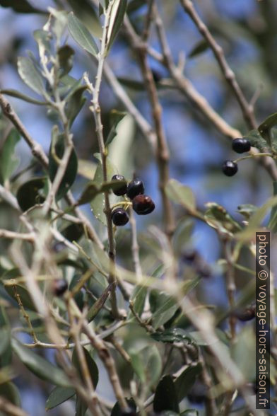 Olives. Photo © Alex Medwedeff