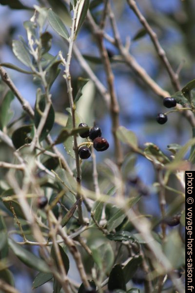 Olives. Photo © Alex Medwedeff