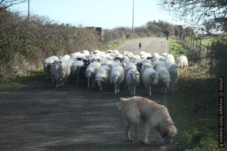 Moutons et chiens de berger sur la route en Sardaigne. Photo © Alex Medwedeff