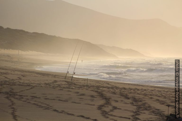 Cannes à pêche sur la plage de Piscinas. Photo © André M. Winter