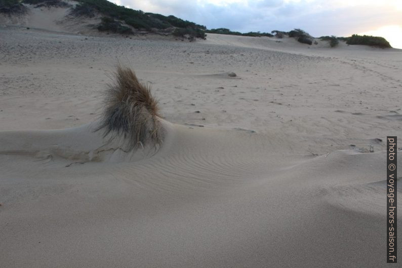 Végétation contre sable. Photo © André M. Winter