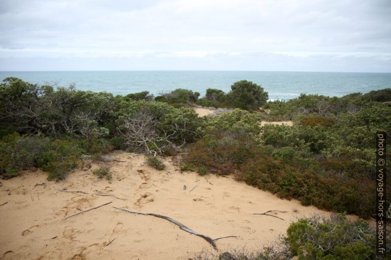 Végétation de la Dune di Piscinas. Photo © Alex Medwedeff