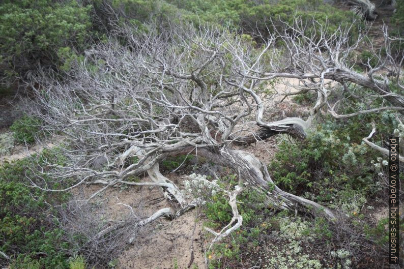 Bois de genévrier mort. Photo © Alex Medwedeff