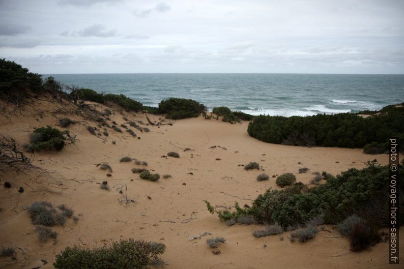 Végétation de la Dune di Piscinas. Photo © Alex Medwedeff