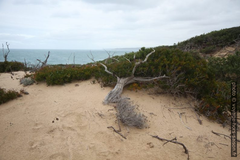 Végétation de la Dune di Piscinas. Photo © Alex Medwedeff