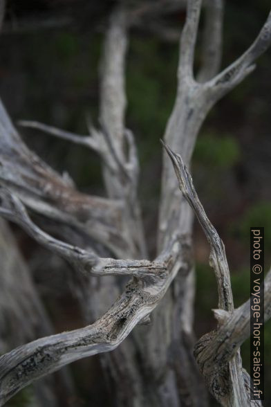 Branches de genévrier mort. Photo © Alex Medwedeff