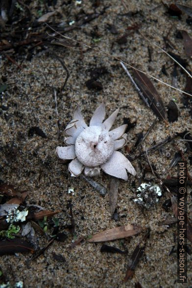 Astraeus hygrometricus. Photo © Alex Medwedeff