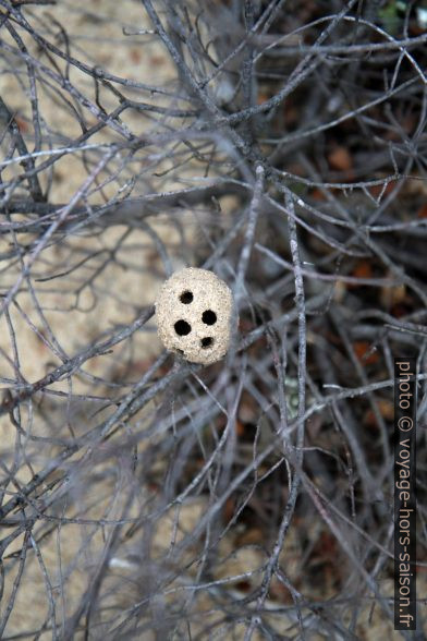 Nid d'insecte en sable accolé sur une branche. Photo © Alex Medwedeff