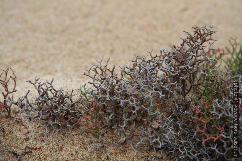 Plante des sables non renseignée. Photo © Alex Medwedeff