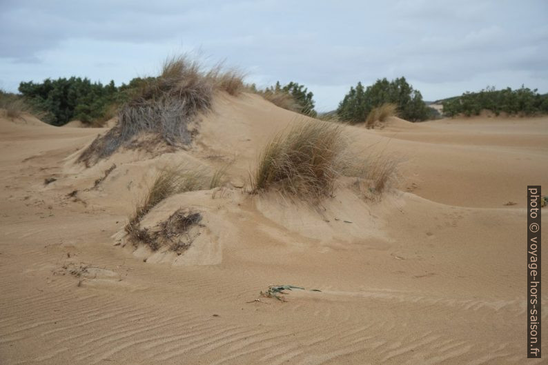 Dunes. Photo © Alex Medwedeff