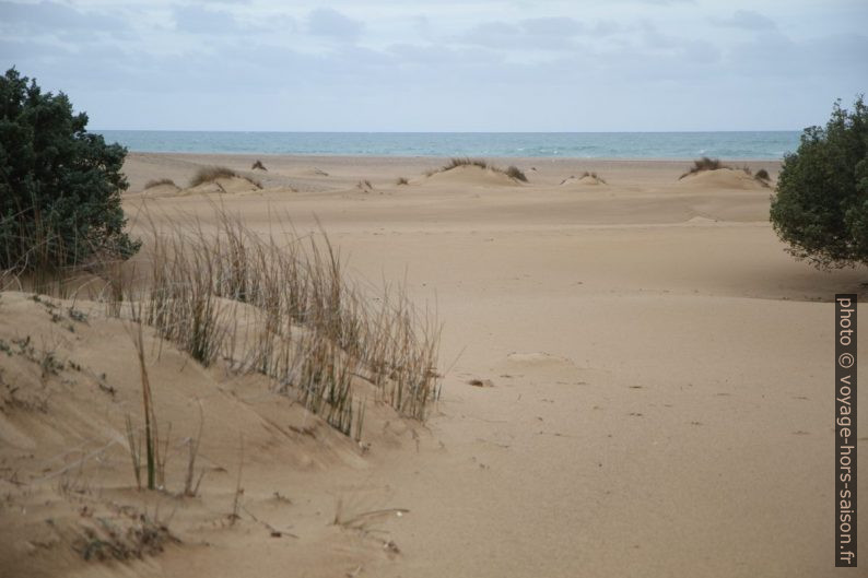 Dunes en bord de mer. Photo © Alex Medwedeff