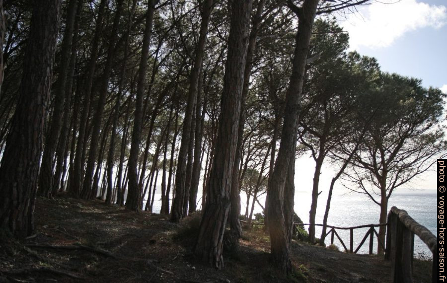 Pinède de Masua. Photo © Alex Medwedeff