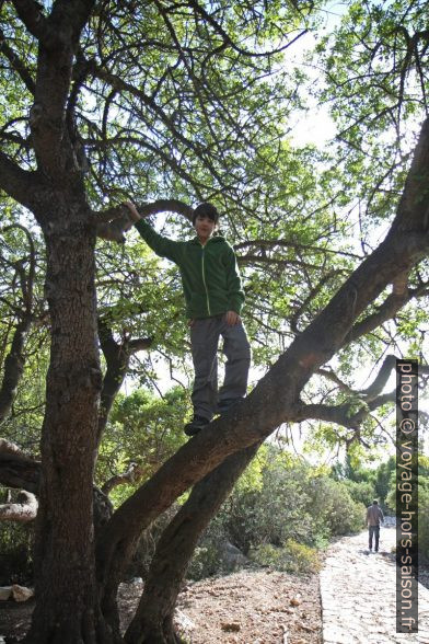 Nicolas dans un arbre. Photo © Alex Medwedeff