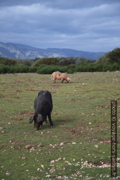 Cochons sauvages. Photo © Alex Medwedeff