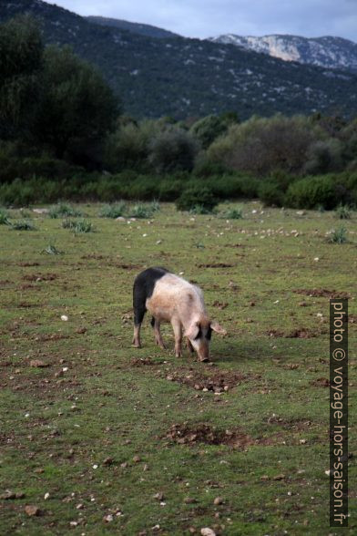 Cochon sarde sauvage. Photo © Alex Medwedeff