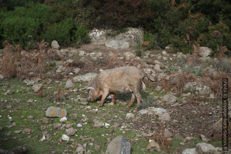 Cochon sarde sauvage. Photo © Alex Medwedeff